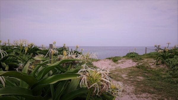 角島 ハマユウの自生地