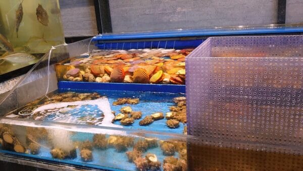 店内にいけすがある